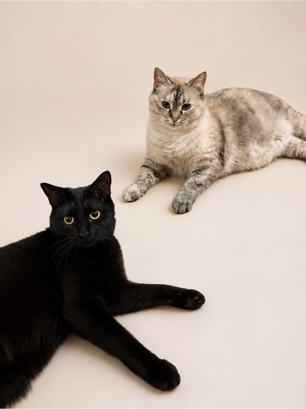 🐾 CAT SUPPORT 🐾  for Live Shows! - Picture 2 of 3